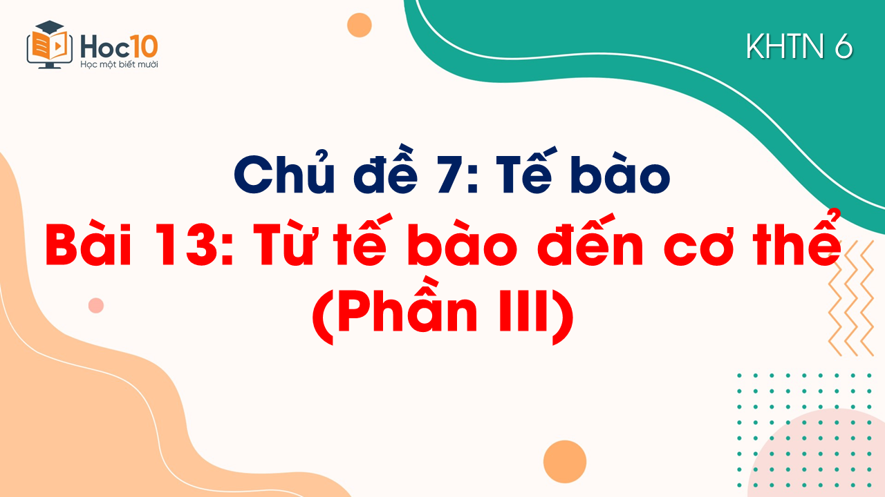 Bài 13. Từ tế bào đến cơ thể (Phần III)